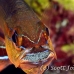 cardinalfish_goldbelly_bhr_tam_h_0289_bal6134.jpg
